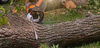 Best Fruit Tree Pruning  in Watertown, MN